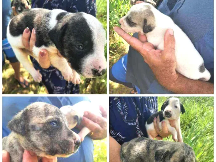 Cachorro ra a Vira Lata idade Abaixo de 2 meses nome Cria