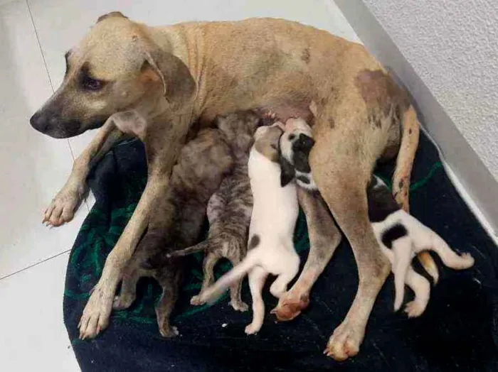 Cachorro ra a Vira Lata idade Abaixo de 2 meses nome Cria