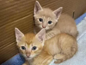 Gato raça SRD idade Abaixo de 2 meses nome Sem nome