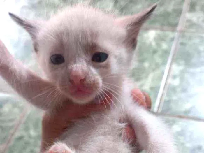 Gato ra a  idade Abaixo de 2 meses nome Não possui