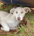 Cachorro raça SRD idade 2 a 6 meses nome Alaska