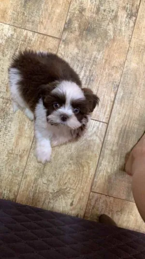 Cachorro raça Shih tzu idade 2 a 6 meses nome Bud