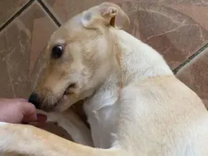 Cachorro raça Labrador com vira lata idade 2 a 6 meses nome Liz