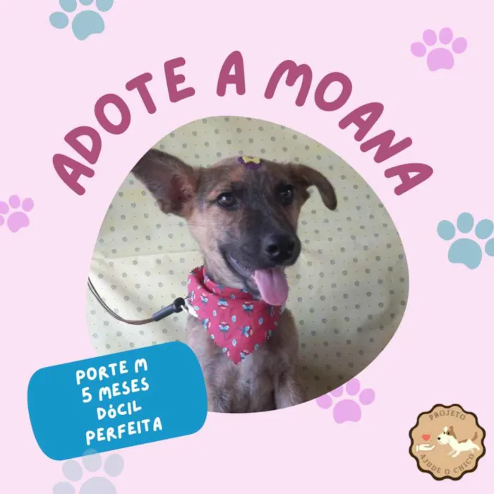 Cachorro ra a Mistura de Pastor Alemão  idade 2 a 6 meses nome Moana