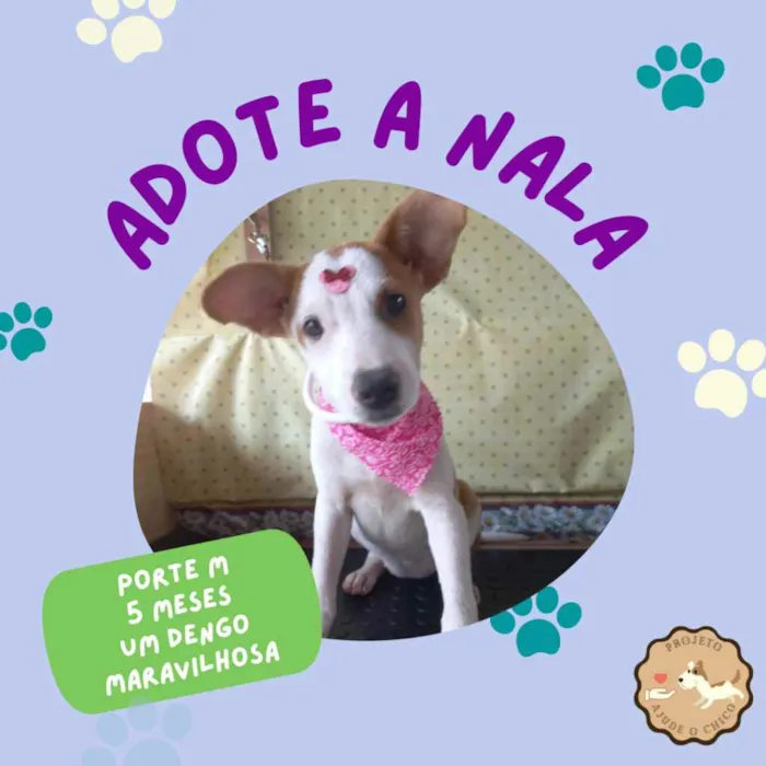 Cachorro ra a SRD idade 2 a 6 meses nome Nala