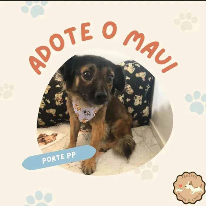 Cachorro ra a SRD idade 3 anos nome Maui 