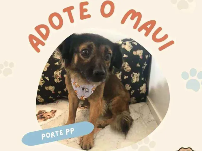 Cachorro ra a SRD idade 3 anos nome Maui 