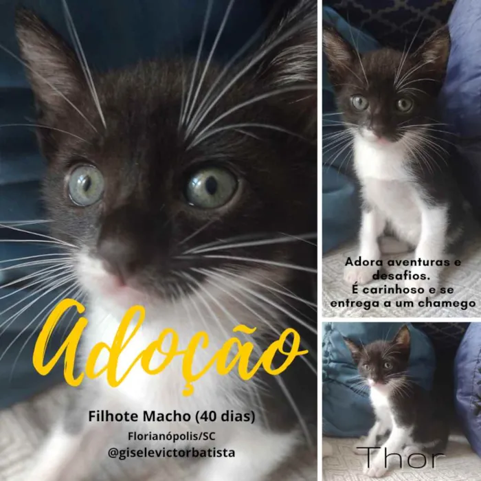 Gato ra a sem raça definida idade Abaixo de 2 meses nome Thor