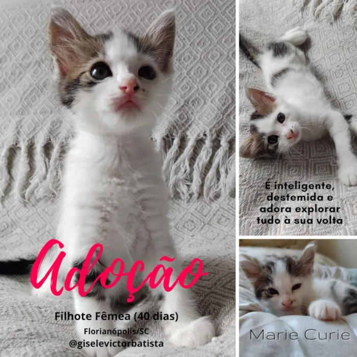Gato ra a sem raça definida idade Abaixo de 2 meses nome Marie