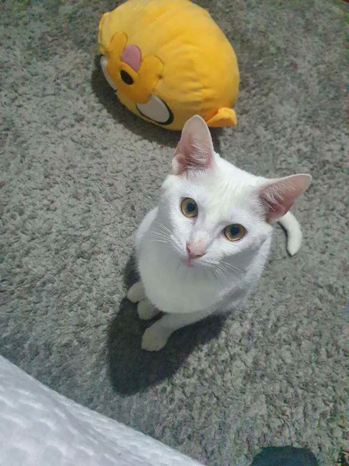 Gato ra a  idade 1 ano nome Sheron 
