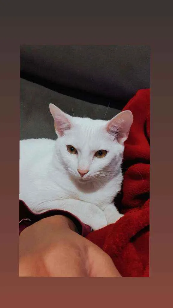 Gato ra a  idade 1 ano nome Sheron 