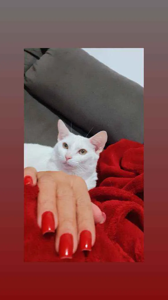Gato ra a  idade 1 ano nome Sheron 