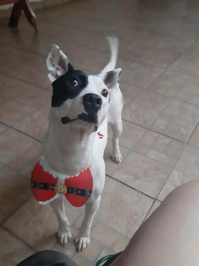 Cachorro ra a Petbull/outra raca idade 1 ano nome Teca