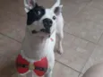 Teca