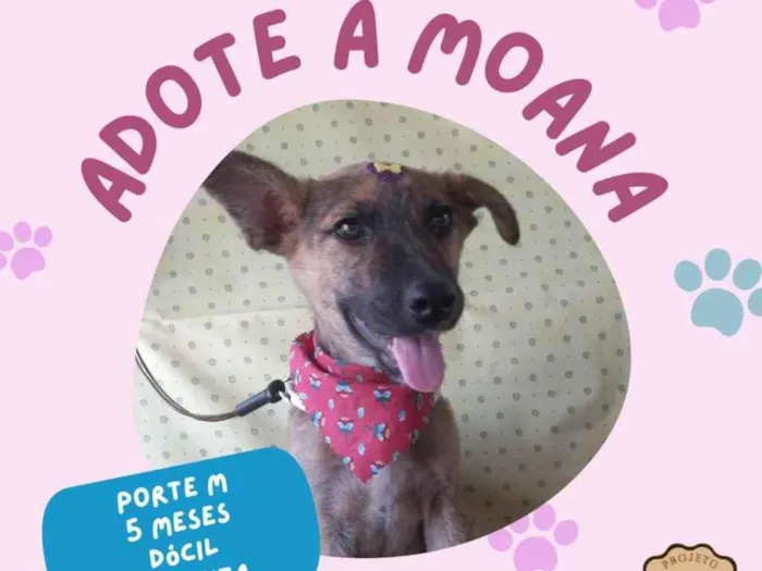 Cachorro ra a Mistura de Pastor Alemão  idade 2 a 6 meses nome Moana