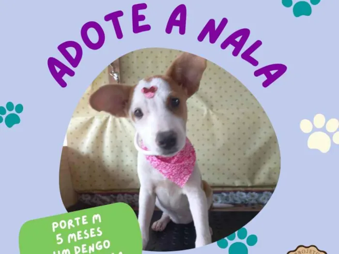Cachorro ra a SRD idade 2 a 6 meses nome Nala