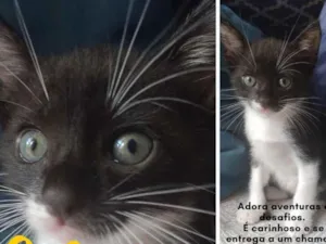 Gato raça sem raça definida idade Abaixo de 2 meses nome Thor