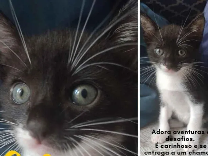 Gato ra a sem raça definida idade Abaixo de 2 meses nome Thor