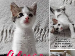 Gato raça sem raça definida idade Abaixo de 2 meses nome Marie