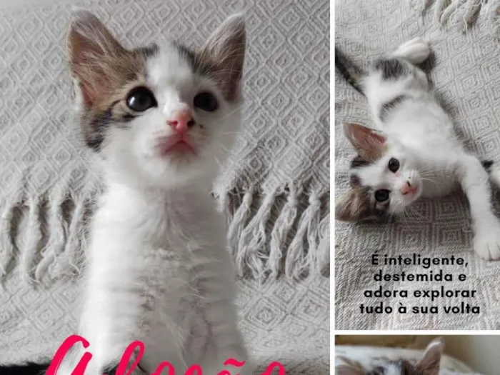 Gato ra a sem raça definida idade Abaixo de 2 meses nome Marie