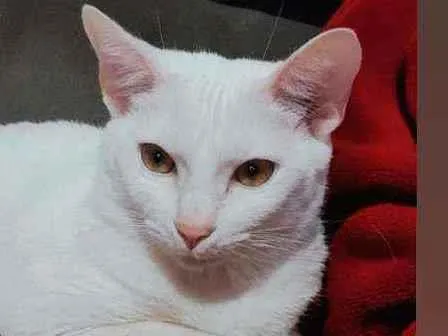 Gato ra a  idade 1 ano nome Sheron 