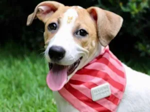 Cachorro raça SRD  idade 2 a 6 meses nome Justine 