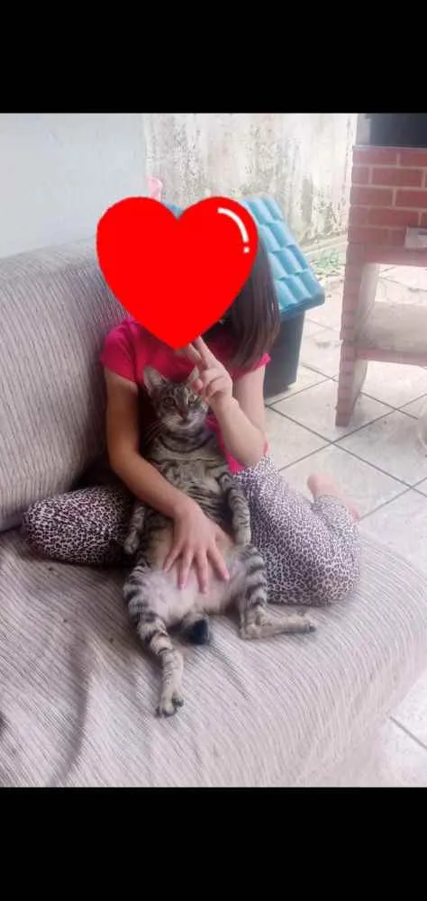 Gato ra a Srd idade 1 ano nome Marye