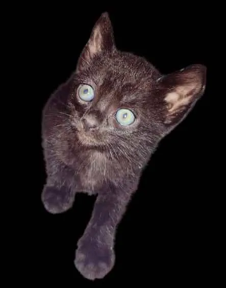 Gato ra a  idade 2 a 6 meses nome Tom e Sofia