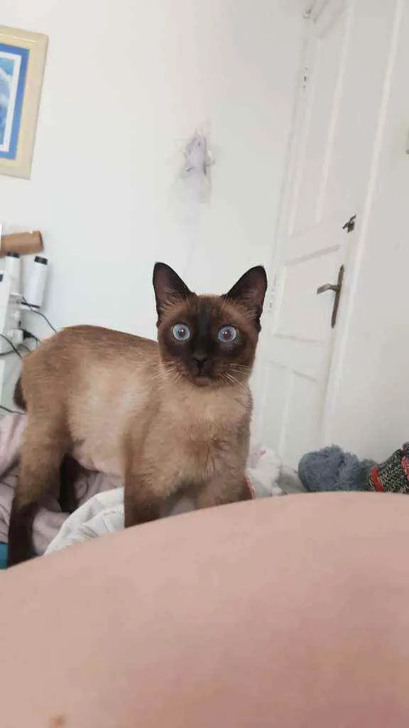 Gato raça Siamesa idade 1 ano nome Lina