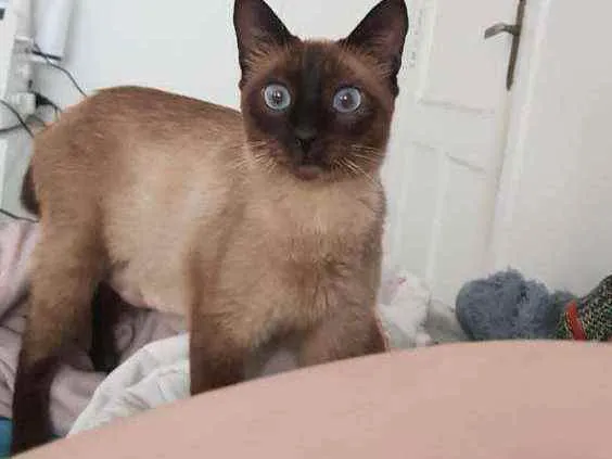 Gato raça Siamesa idade 1 ano nome Lina
