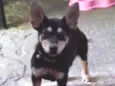 Minnie