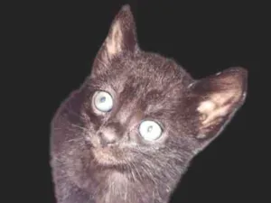 Gato ra a  idade 2 a 6 meses nome Tom e Sofia