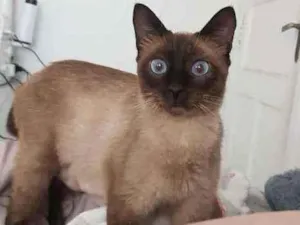 Gato raça Siamesa idade 1 ano nome Lina