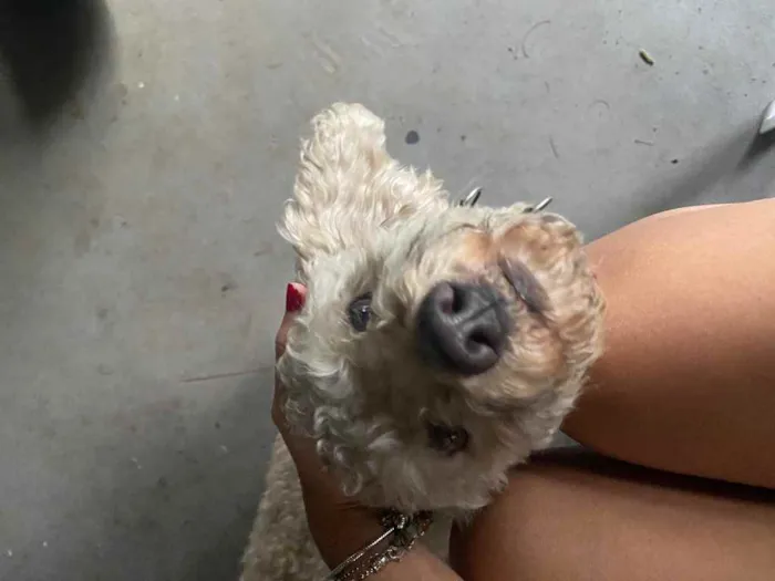 Cachorro ra a poddle idade 2 anos nome Pipoca