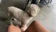 Pipoca