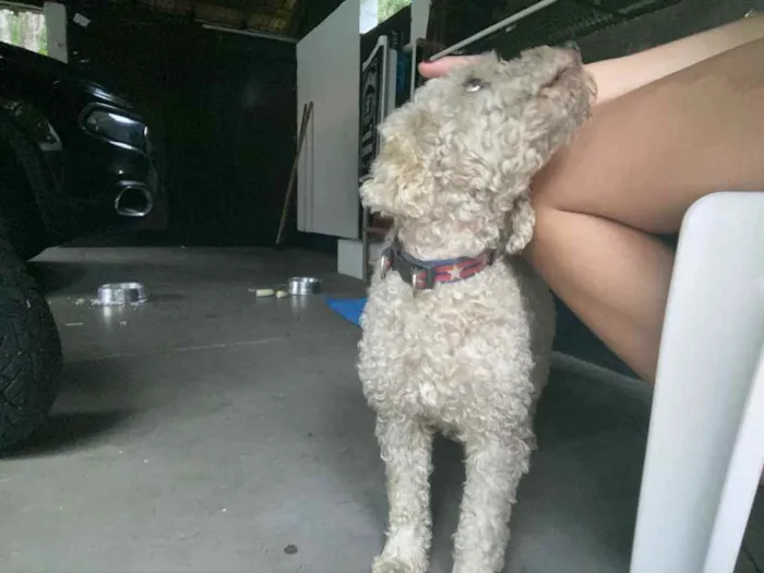Cachorro ra a poddle idade 2 anos nome Pipoca