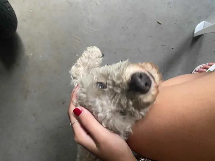 Cachorro ra a poddle idade 2 anos nome Pipoca
