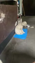 Pipoca