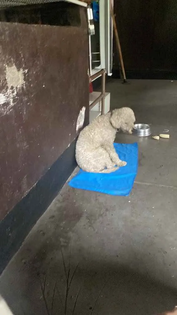 Cachorro ra a poddle idade 2 anos nome Pipoca
