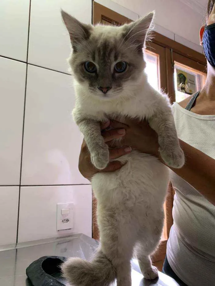 Gato ra a angorá idade 2 a 6 meses nome Kevin