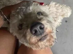 Cachorro raça poddle idade 2 anos nome Pipoca