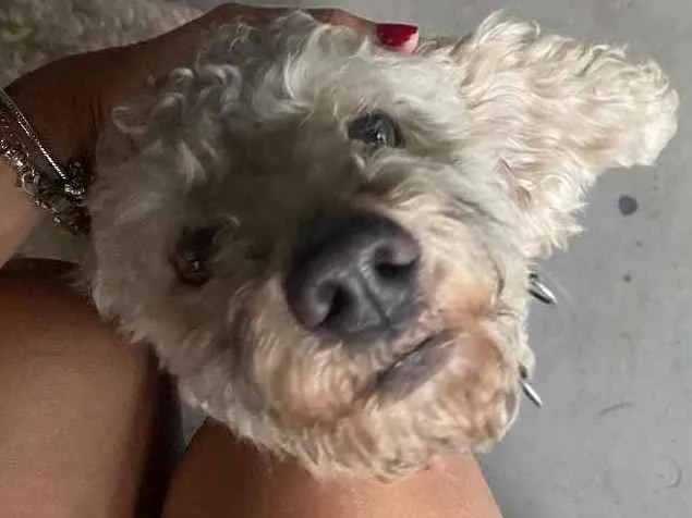 Cachorro ra a poddle idade 2 anos nome Pipoca