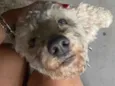 Pipoca