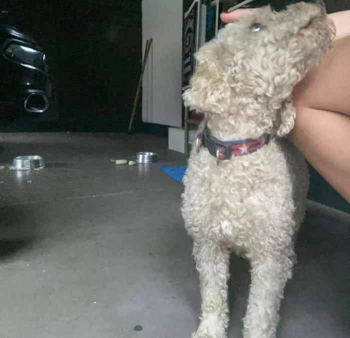 Cachorro ra a Poodle idade  nome Não sei