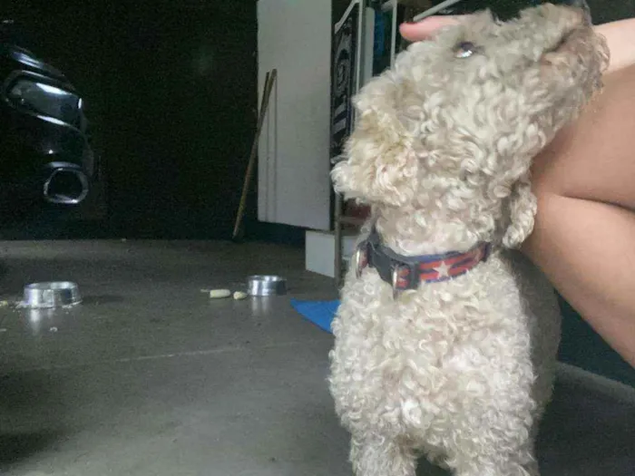 Cachorro ra a Poodle idade  nome Não sei