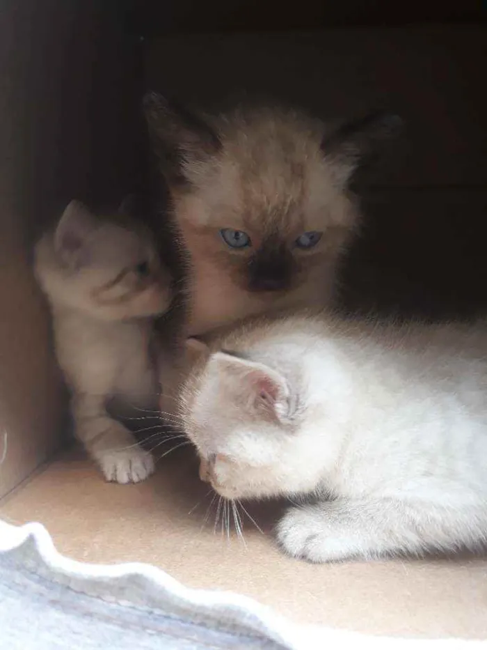Gato ra a SRD idade 2 a 6 meses nome Shingy e Frank