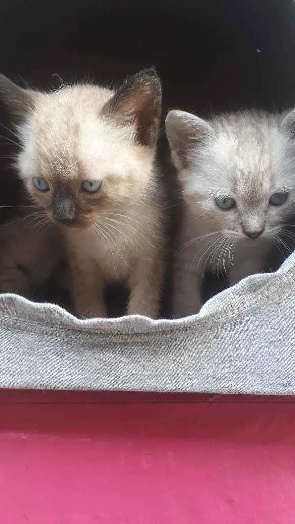 Gato ra a SRD idade 2 a 6 meses nome Shingy e Frank