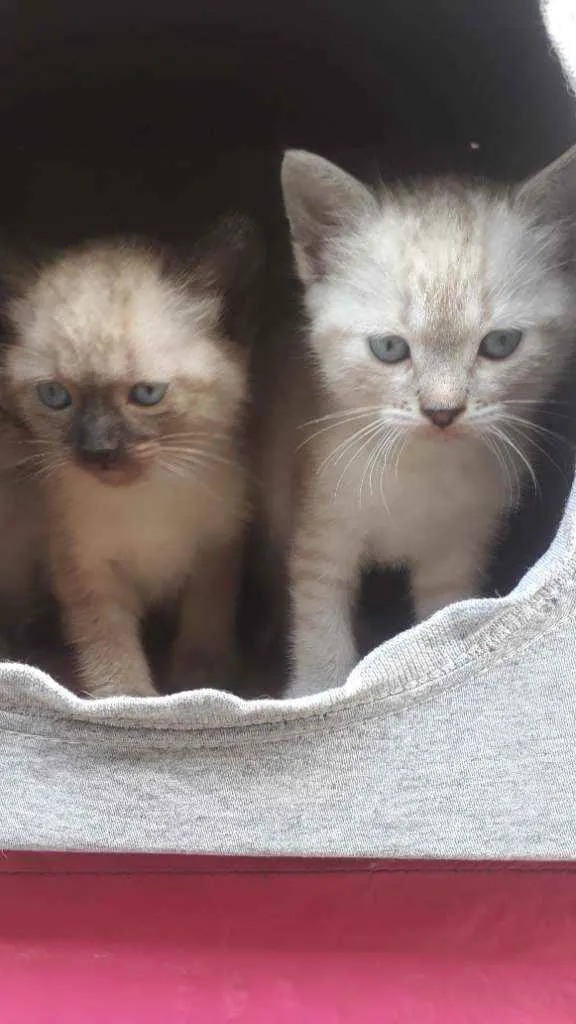 Gato ra a SRD idade 2 a 6 meses nome Shingy e Frank