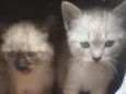 Shingy e Frank