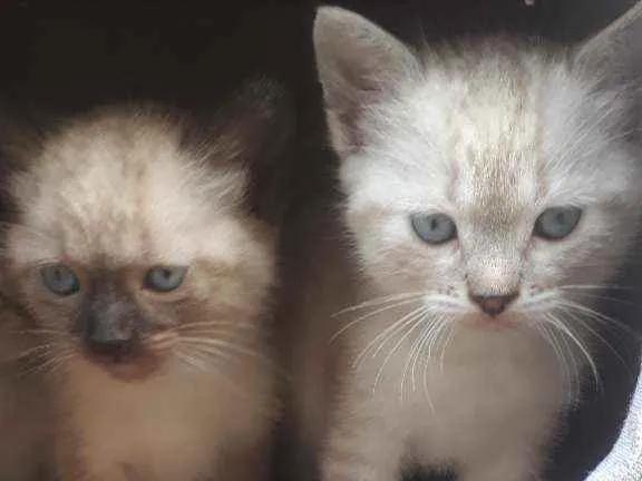 Gato ra a SRD idade 2 a 6 meses nome Shingy e Frank